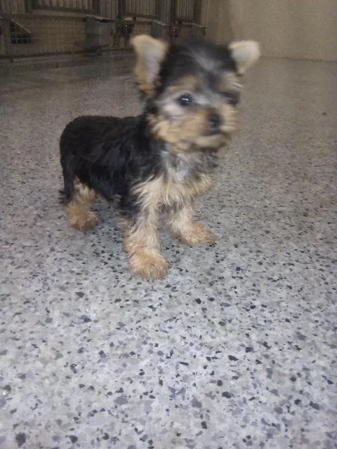 JORJA TEACUP FEMALE YORKSHIRE TERRIER $4,550.00 #12787-7