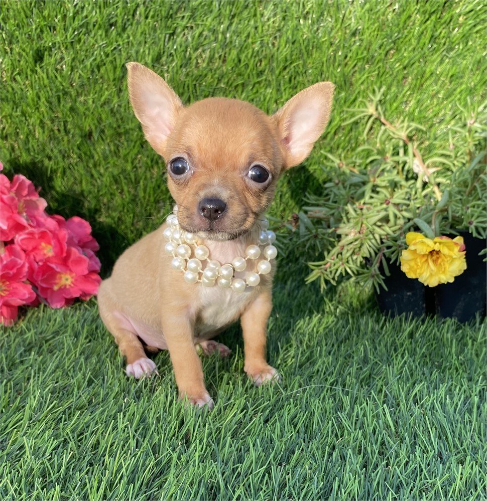 TEACUP   FEMALE  COOKIE    $4,550.00   #158