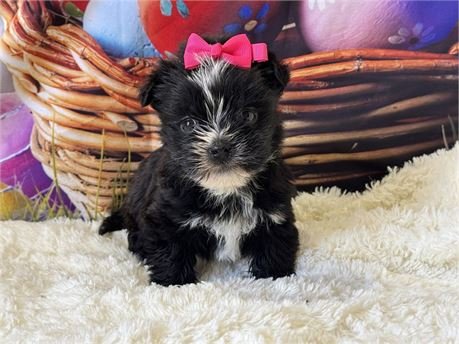 DANICA   MORKIE FEMALE      $3,950.00   #148