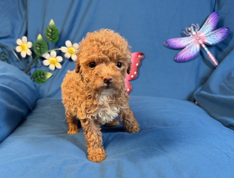 POODLE PUPPIES    TEACUP  FEMALE   PASHA    $3,950.00  #144