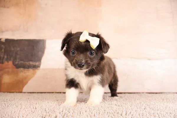 CAREN  FEMALE  CHIHUAHUA    $3,550.00    #22862