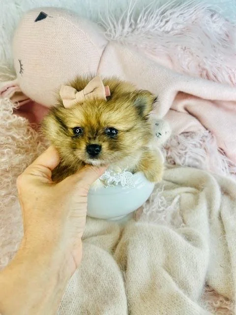 TEACUP   FEMALE      PRADA     $4,550.00     #T142-4