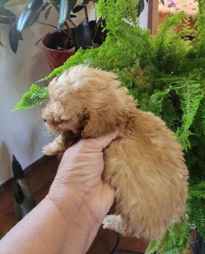 POODLE    MALE  PUPPY TEACUP     PIPO      $3,950.00     #1725