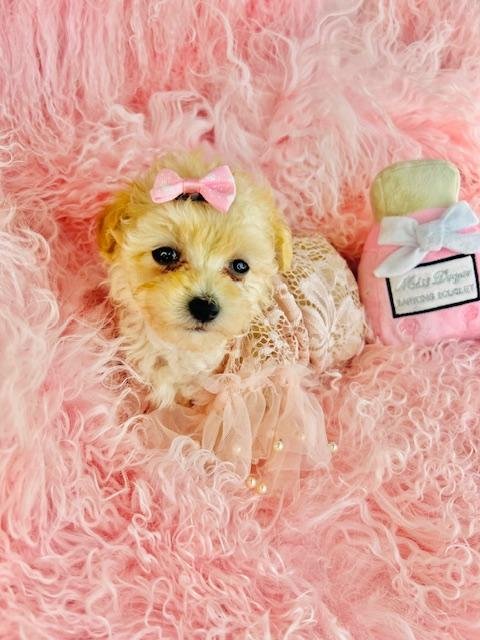 PEARL   TEACUP  FEMALE   POODLE     $3,950.00    #173