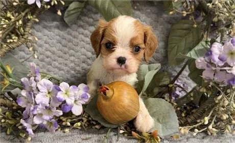 DITO CAVAPOO MALE $2,650.00 #17847