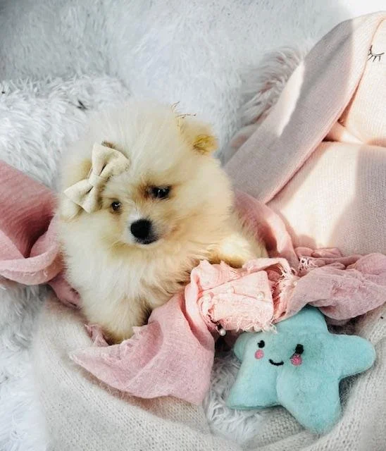TEACUP MALE POMERANIAN PIP $5,550.00 #T1274-9