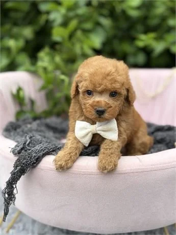 POODLE     MALE  PREST  $3,950.00     #1271