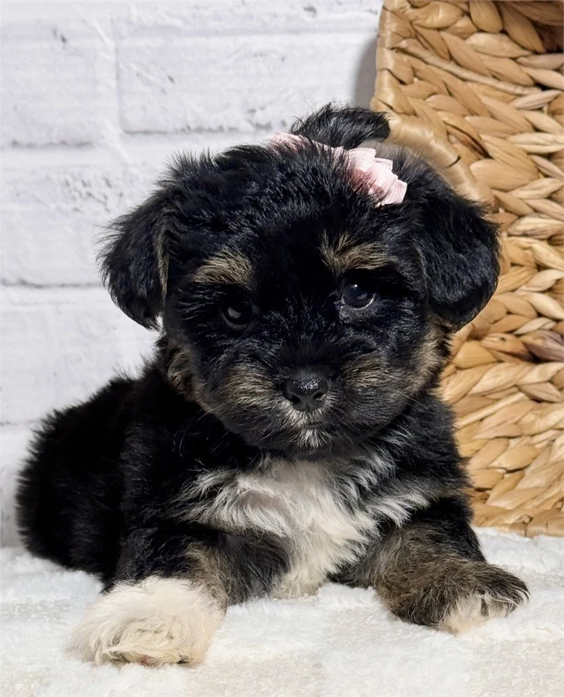 DITI   SHORKIE  FEMALE   $3,550.00   #1732-11