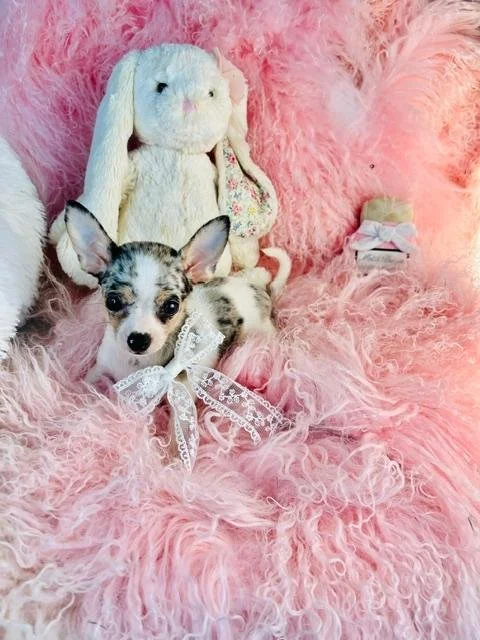 CHIHUAHUA  FEMALE  TEACUP  COOKIE    $3,950.00    #144