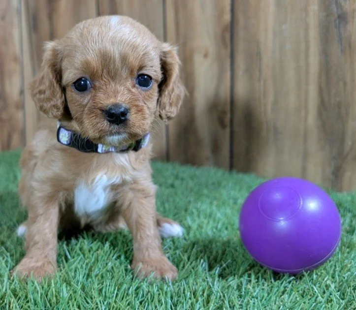 CAVAPOO FEMALE DOG    DELLA  $3,550.00    #172754-4