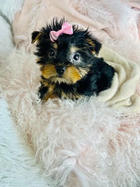 JANET   YORKSHIRE TERRIER  FEMALE PUPPY   $3,550.00   #1525