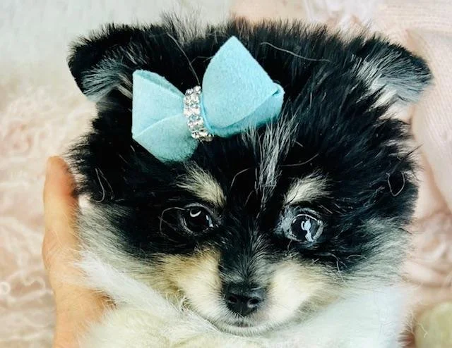 POMERANIAN MALE PUPPY  PINKY    $3,950.00       #122