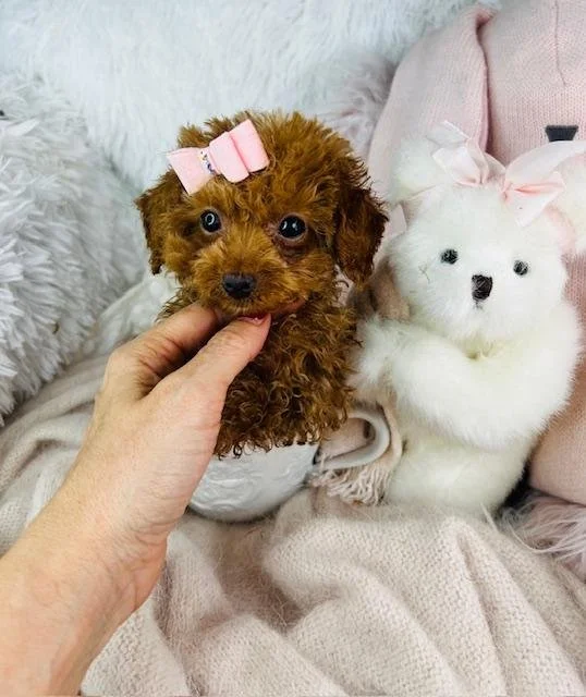 TEACUP/POCKETBOOK POODLE FEMALE PONZU $4,950.00 #1774-7