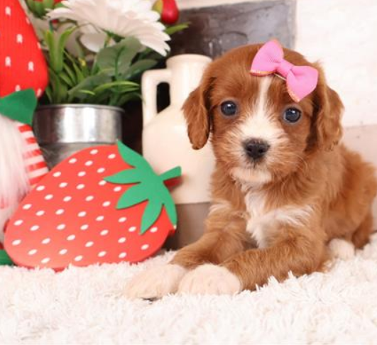 DOTTY  FEMALE   CAVAPOO  $3,550.00   #1185