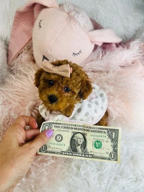 TEACUP    FEMALE     ONIX     $4,550.00    #11474-7