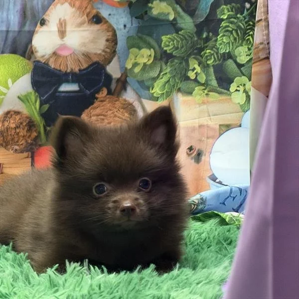FEMALE POMERANIAN PUPPY  PELUSA   $3,050.00   #15