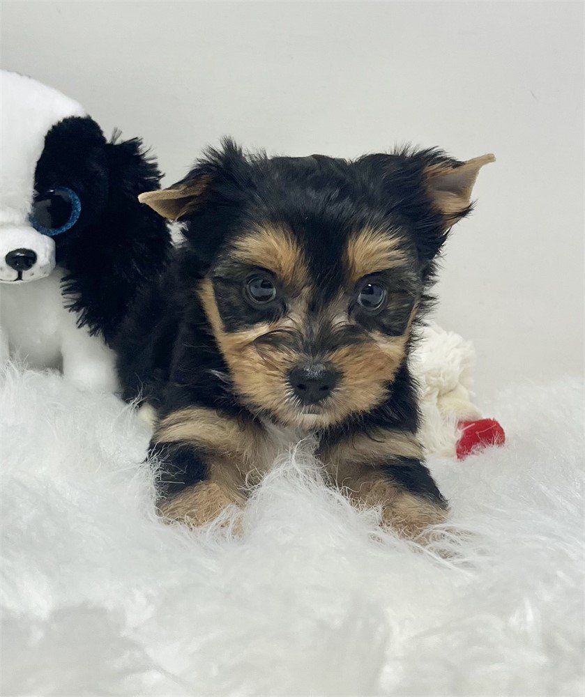 FANNY TINY TOY YORKSHIRE TERRIER $2,950.00 #144874-4