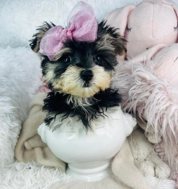 perrita-hembra-para-la-venta.jpg