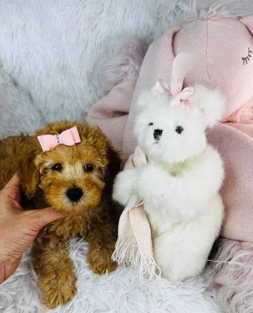 TINY TOY PRISSY FEMALE $1,550.00 POODLE #1878-7