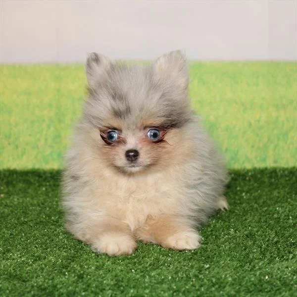 TEACUP   POMERANIAN  PASHA      $6,550.00     #2778