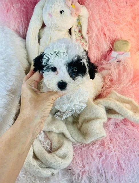 PEANUT   MALE   POODLE     $2,950.00    #178