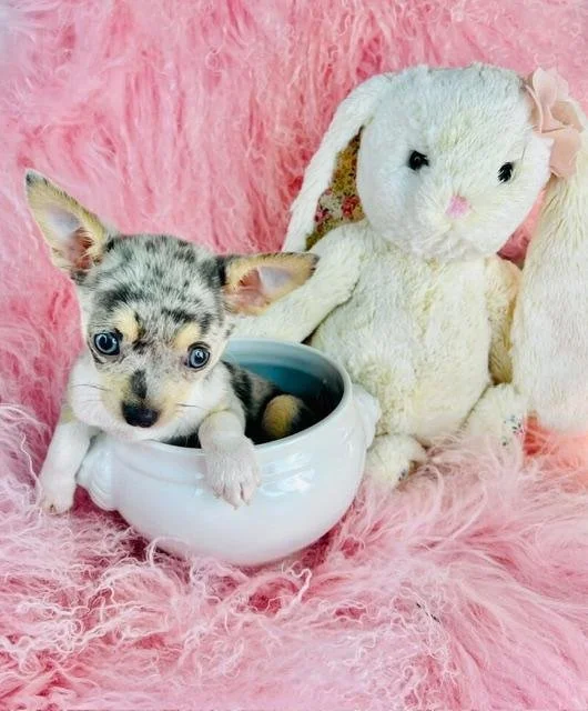 DEBRA   CHIHUAHUA  TEACUP FEMALE   $3,950.00   #1787