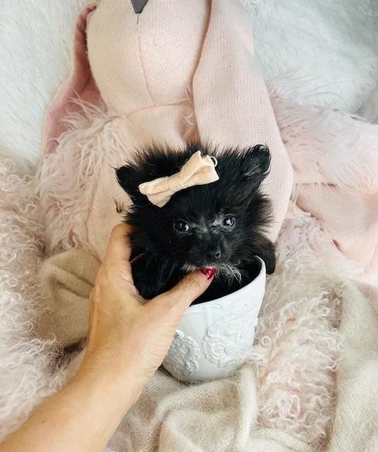 FEMALE  TEACUP POMERANIAN PUPPY  PADEN  $3,250.00  #T1554-4