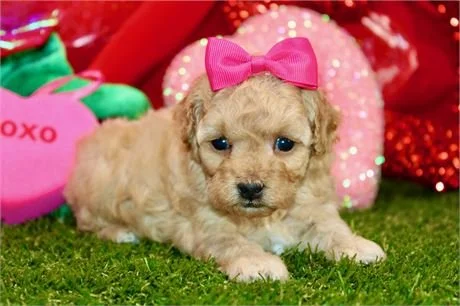FEMALE POODLE   PEACHES      $4,550.00    #1255-5