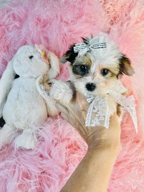 JORDAN    YORKIE  TEACUP     MALE   $3,550.00   #122