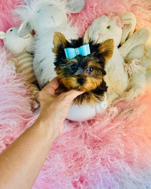JOEY    TEACUP/POCKETBOOK YORKIE  MALE   $3,950.00  #1258