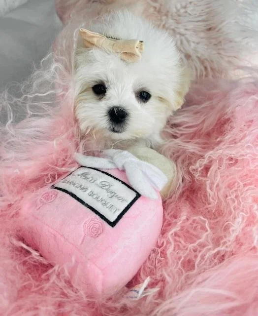 MALTESE PUPPY   OPIUM   $3,550.00     #171