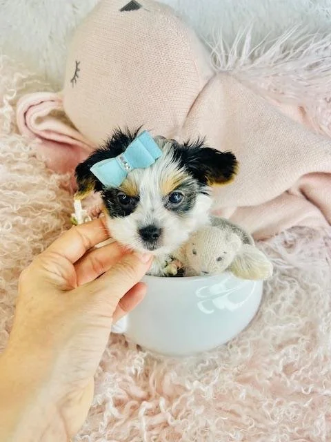 JAMILO  YORKIE MALE PUPPY   $3,950.00   #7724-4