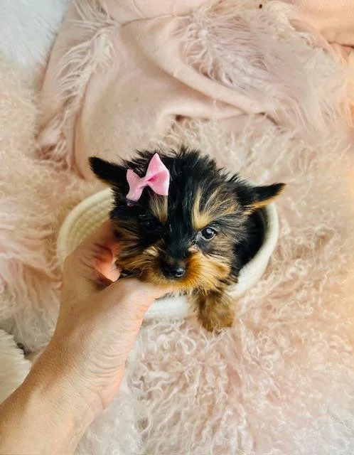 YOYA     YORKIE  MALE PUPPY   $3,950.00   #137