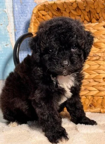 DAR   MALE  COCKAPOO   $2,550.00   #177