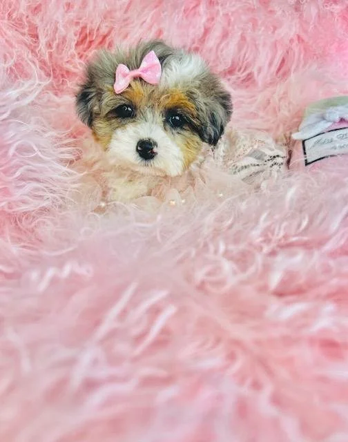 DALIA    CAVAPOO   FEMALE   $3,550.00   #1287