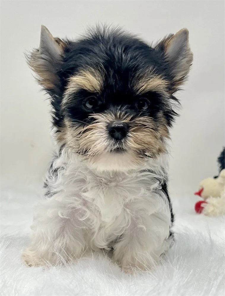 yorkie-2365467.jpg