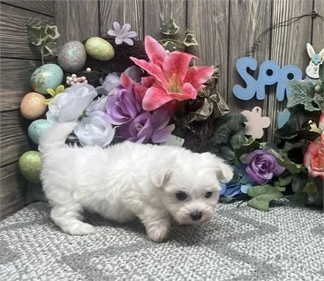 MALTESE PUPPY  MERIK  FEMALE  TINY TOY   $1,950.00     #117