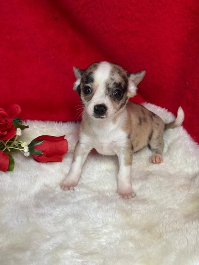 CHIHUAHUAS PUPPIES FOR SALE   MALE  COOKIE    $3,050.00   #122-2