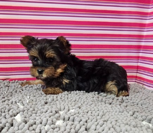 JESSICA  FEMALE    TEACUP YORKIES   $3,950.00   #1783