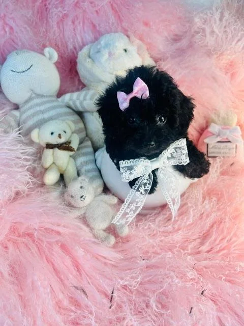 POODLE FEMALE   TEACUP/POCKETBOOK  PERRITA    $3,950.00    #174