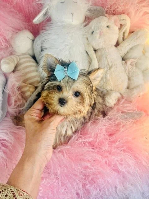 JACK  TEACUP  YORKIE   MALE PUPPY   $3,550.00   #1442