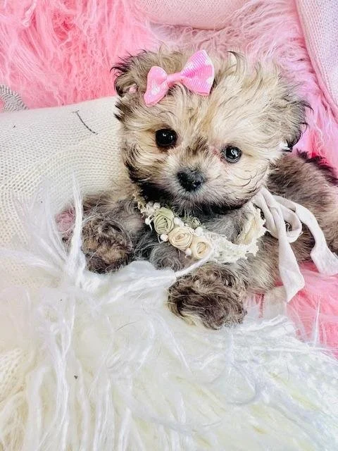 PAMAPOO  DENISE  FEMALE    $4,550.00   #1471