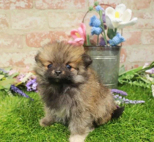 TEACUP/POCKETBOOK   POMERANIAN  POMMY      $3,950.00     #2778