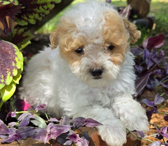 POODLE     FEMALE  PRESTA  $3,950.00     #1271