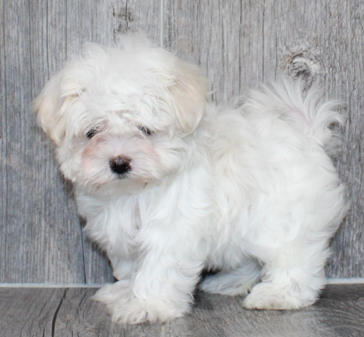 MEL TEACUP MALE MALTESE PUPPY     $4,950.00   #1273