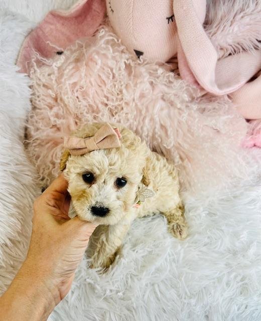 DEMI     FEMALE  CAVAPOO    $3,550.00   #1874-5