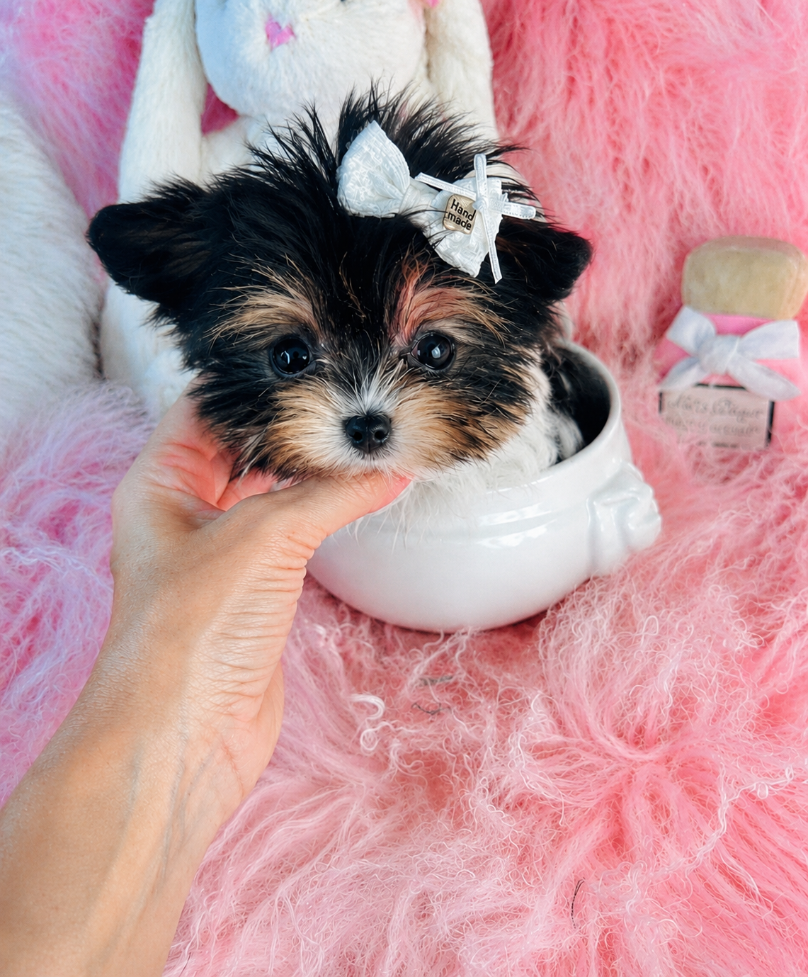 JESSICA  TEACUP/POCKETBOOK    FEMALE   $5,950.00  #1443