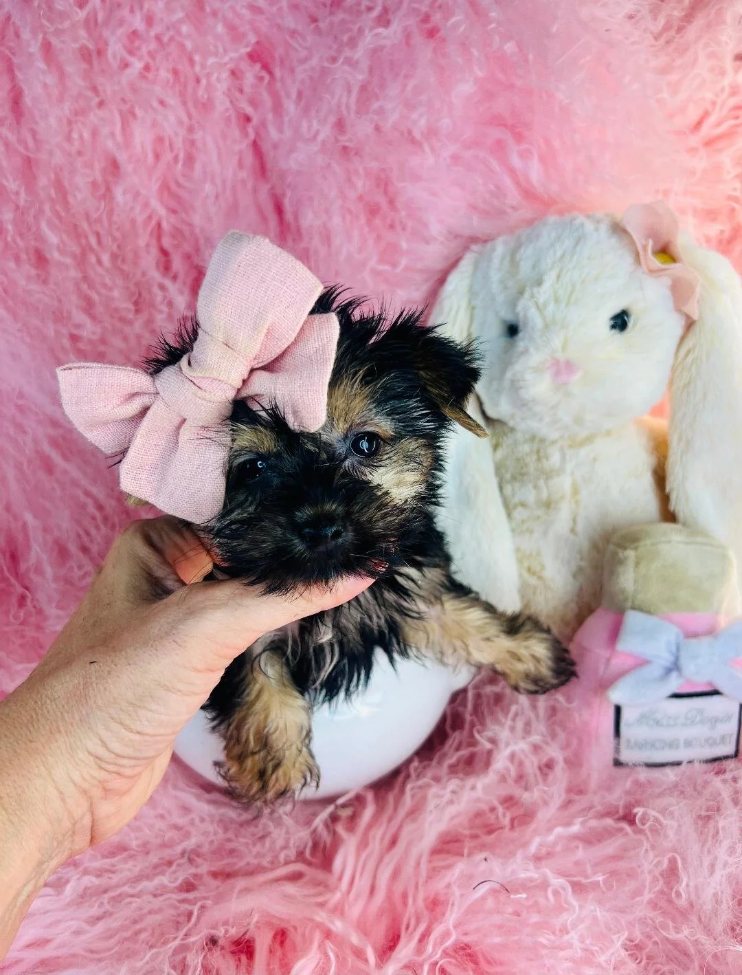 JONALY   TEACUP/POCKETBOOK   FEMALE PUPPY   $3,950.00   #181