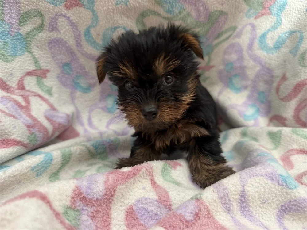 JAZZEL   FEMALE   $2,950.00   #14522-2