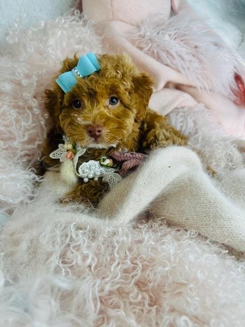 PANKO  MALE   POODLE     $3,950.00    #17321-1